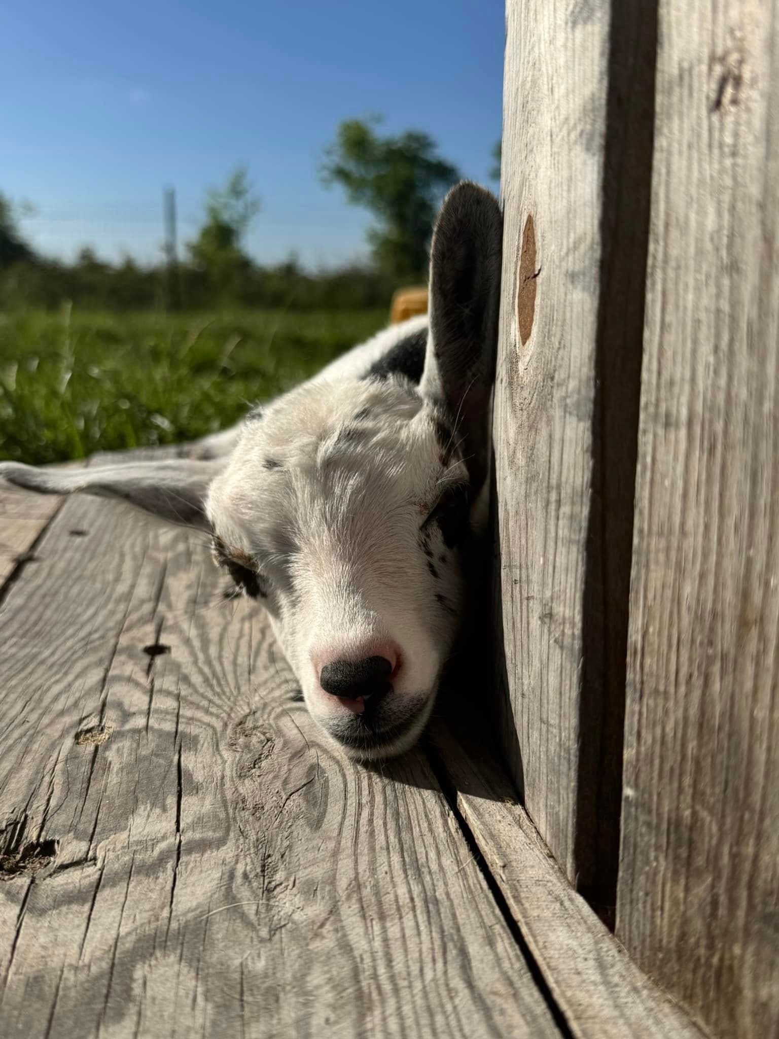 Kendziora Farms goat