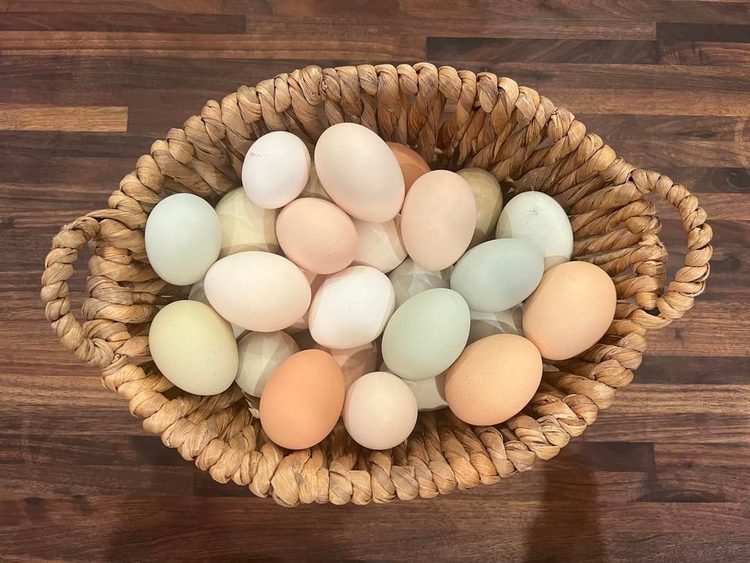 Free-Range Eggs (Dozen)