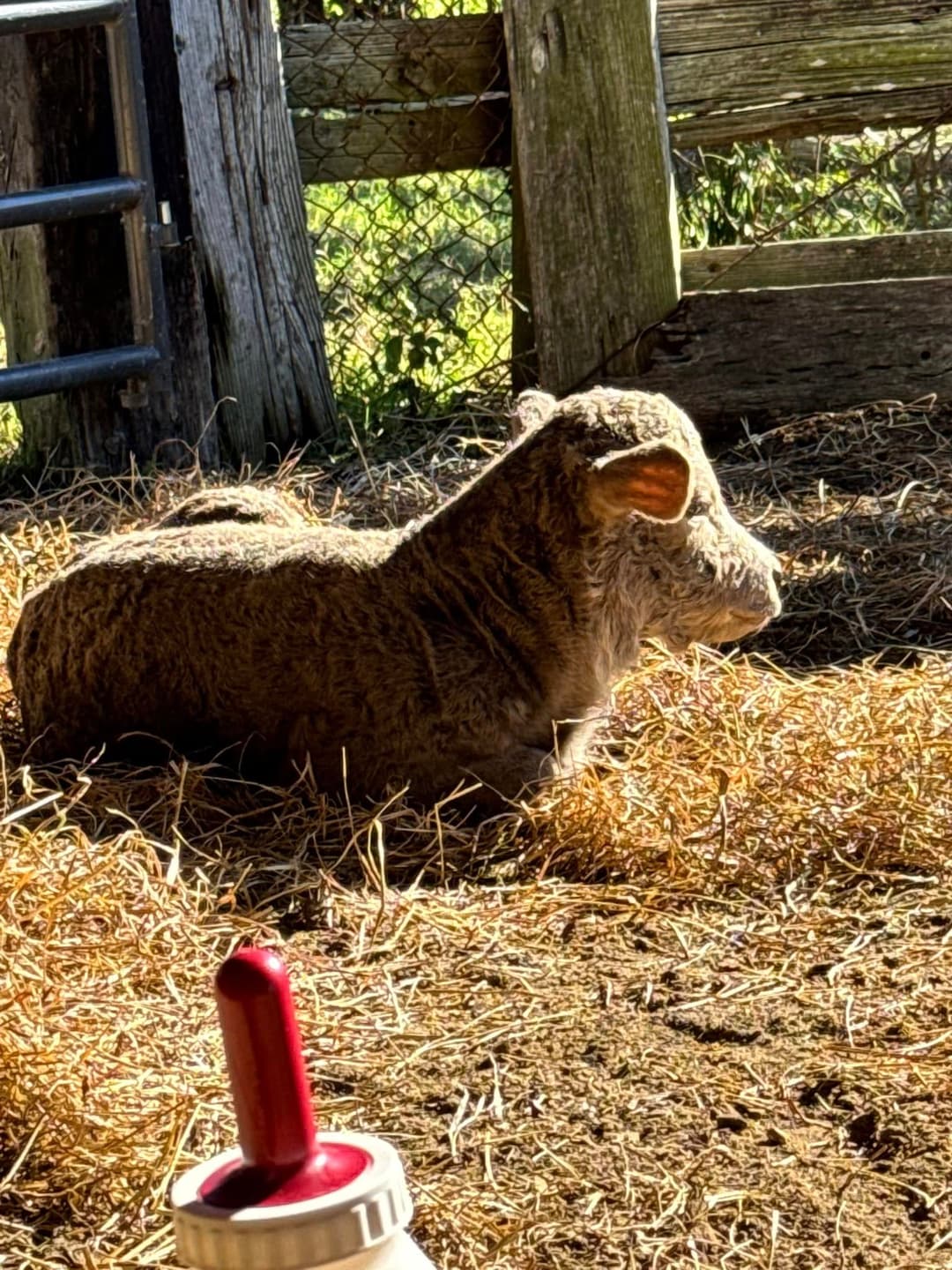Grass-Fed Beef